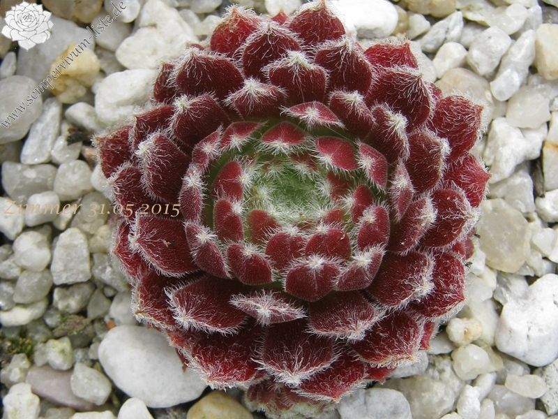 Ice Berry