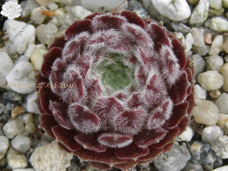 Ice Berry