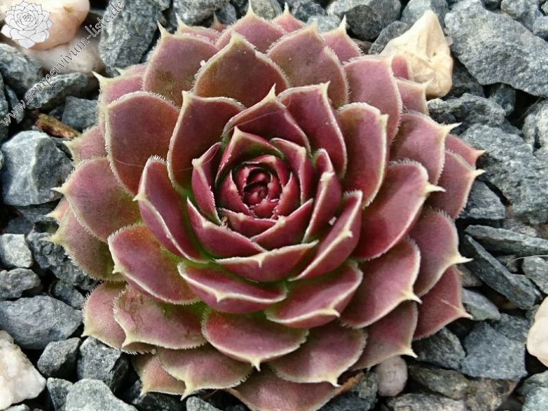 Czardasfürst / Jovi