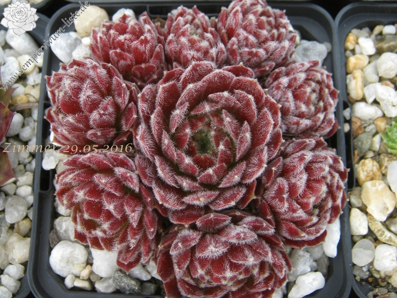Ice Berry