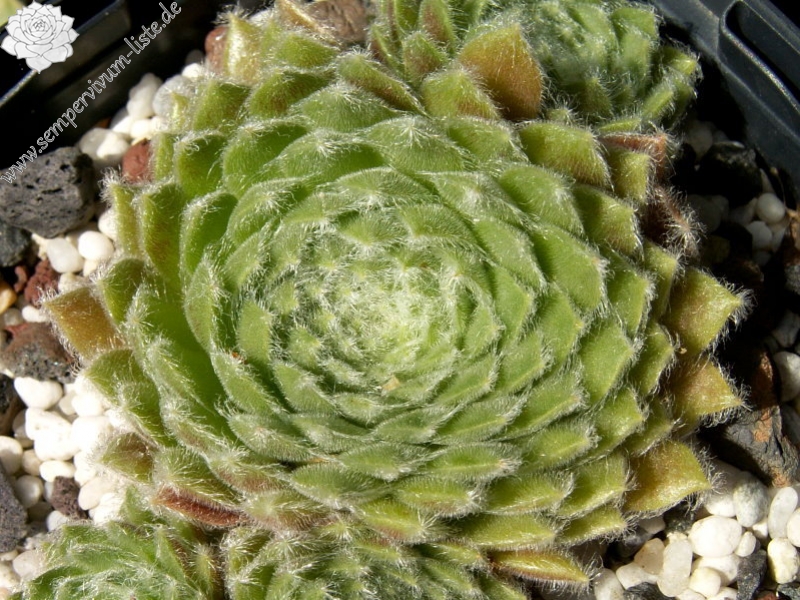 Fluffy Fluke