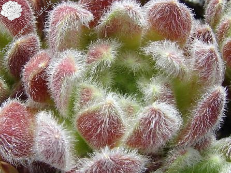 Fluffy Fluke