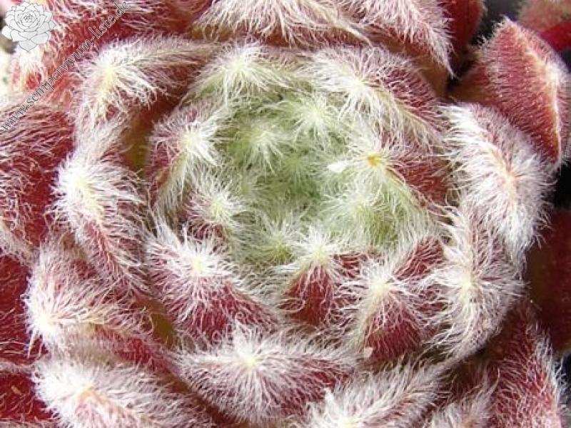 Fluffy Fluke