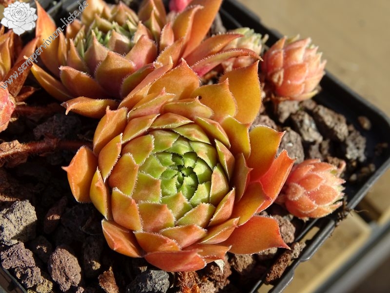 Zauberrose