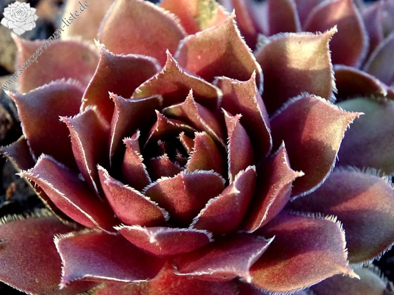 Zauberrose