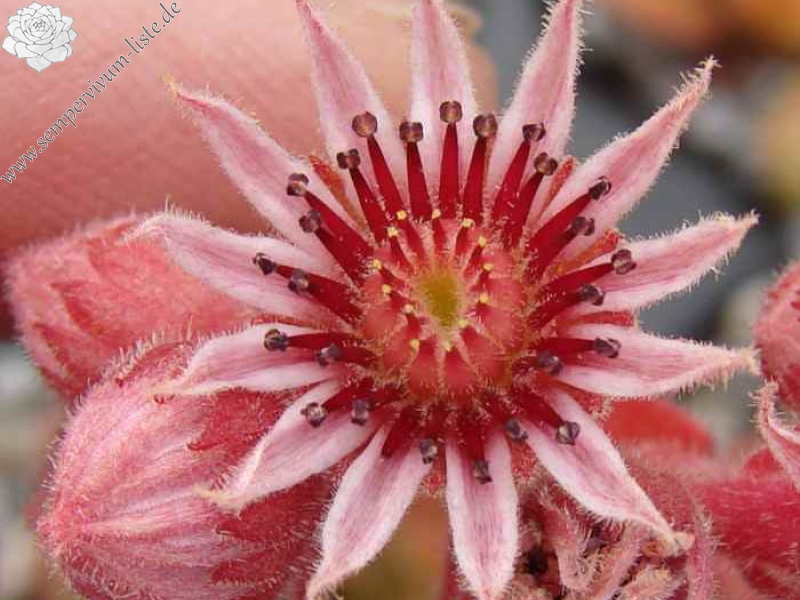 Zauberrose