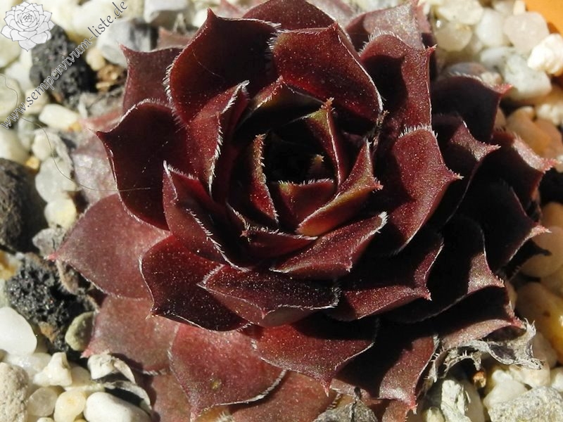 Zauberrose