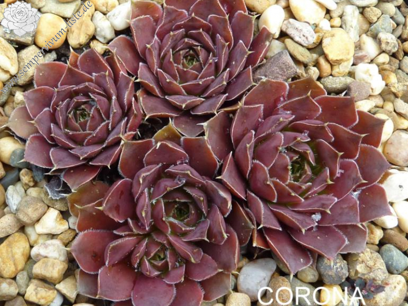 Corona Australis / Jovi