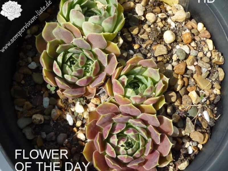 Flower of the Day / Jovi