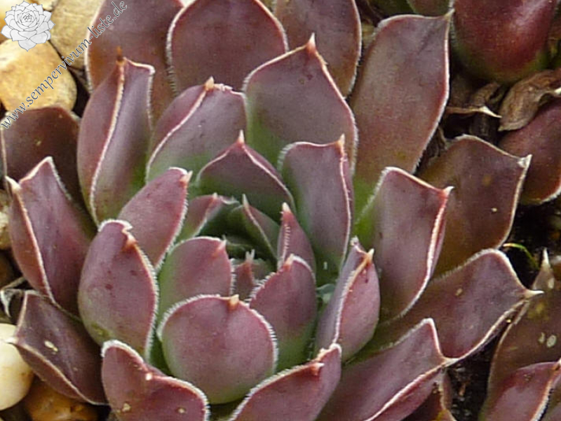 Corona Borealis / Jovi