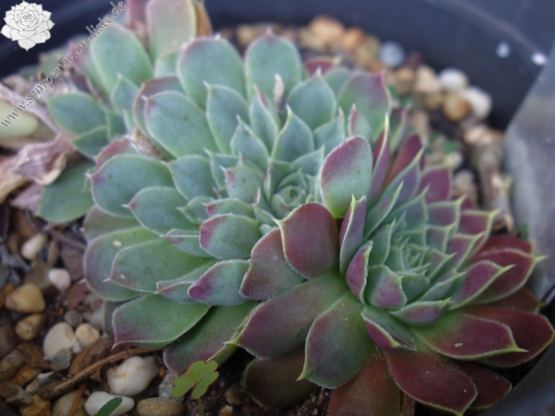 Flower of the Day / Jovi