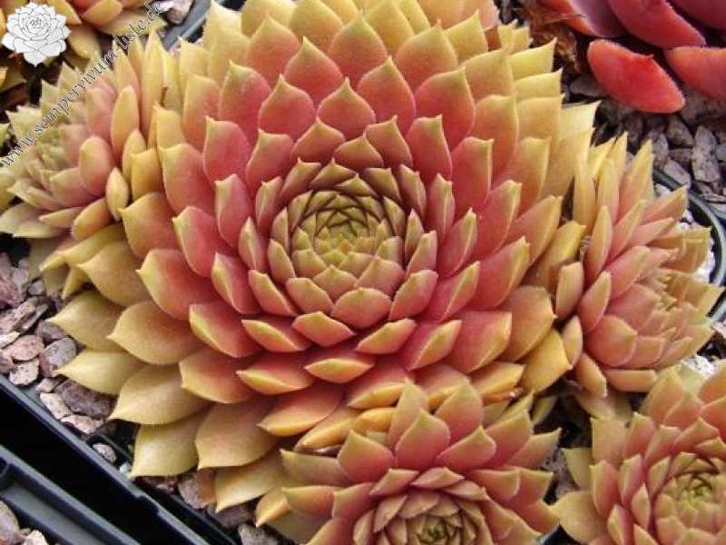 Firgrove Pink Grapefruit