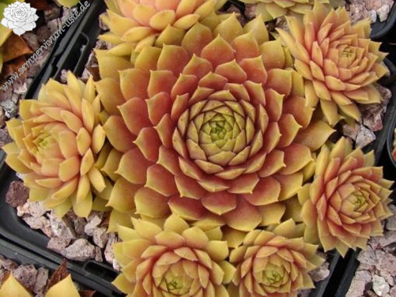 Firgrove Pink Grapefruit