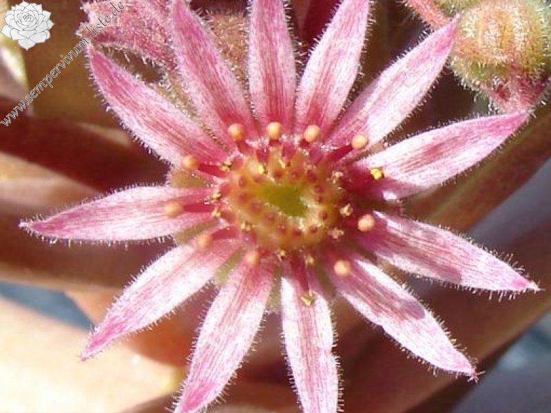 Firgrove Pink Grapefruit