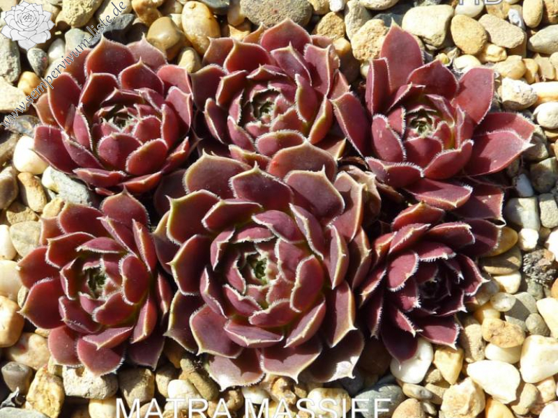 Matra Massief / Jovi