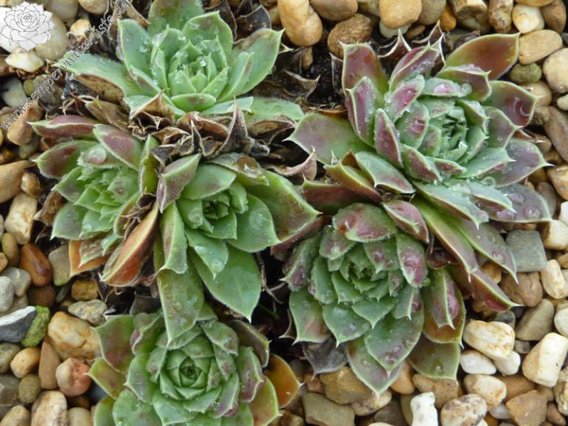 Mojave Desert / Jovi