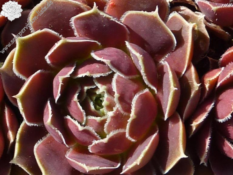 Matra Massief / Jovi