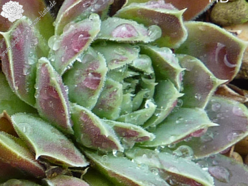 Mojave Desert / Jovi