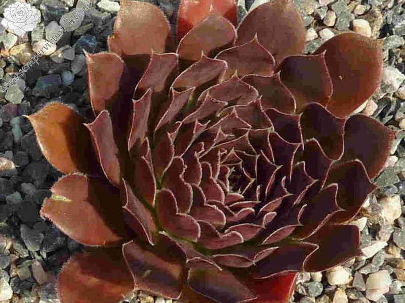 Matra Massief / Jovi