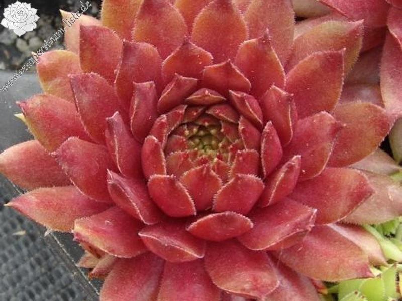 Firgrove Pink Grapefruit