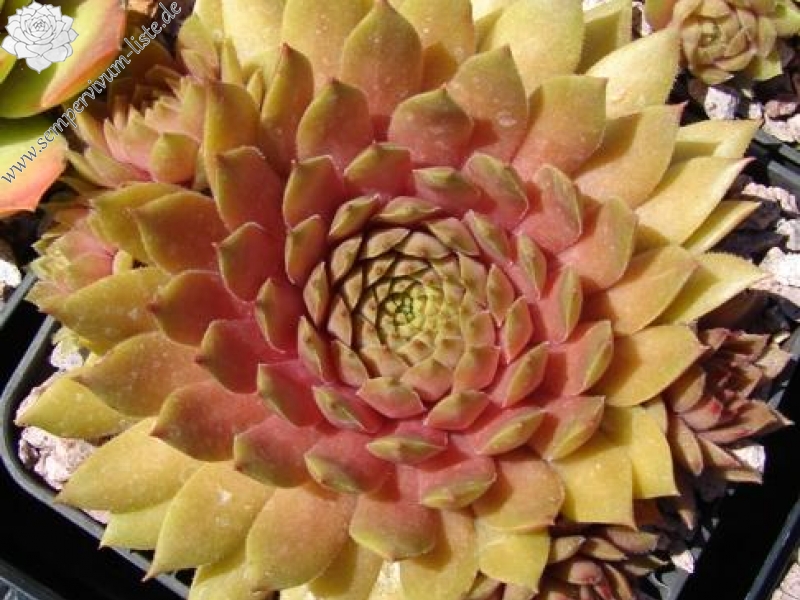 Firgrove Pink Grapefruit