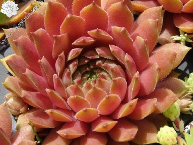 Firgrove Pink Grapefruit