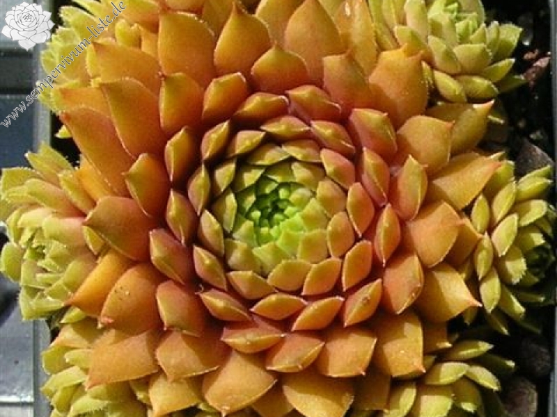 Firgrove Pink Grapefruit