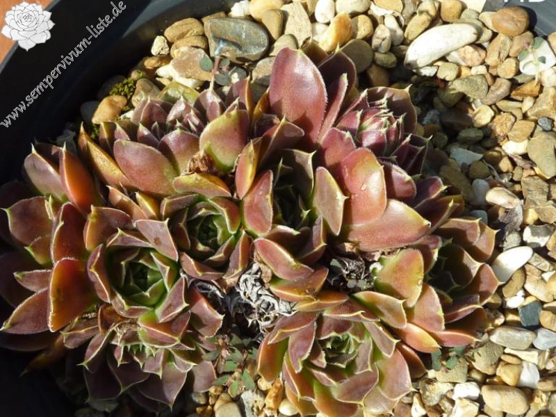 Mission Bells / Jovi