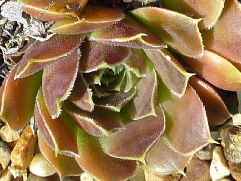 Mission Bells / Jovi