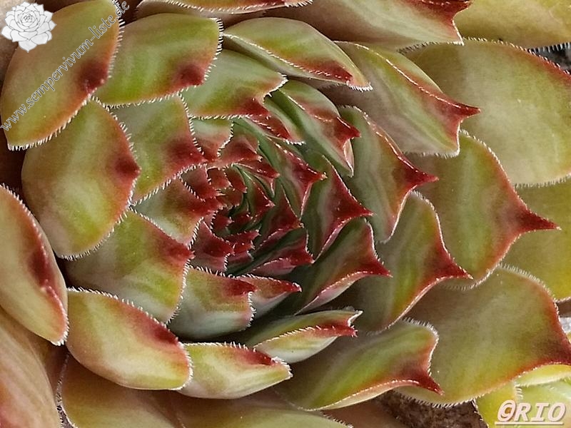 Firgrove Early Riser