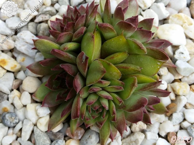 Firgrove Early Riser