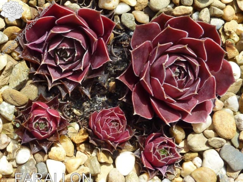 Farallon de Pajaros / Jovi