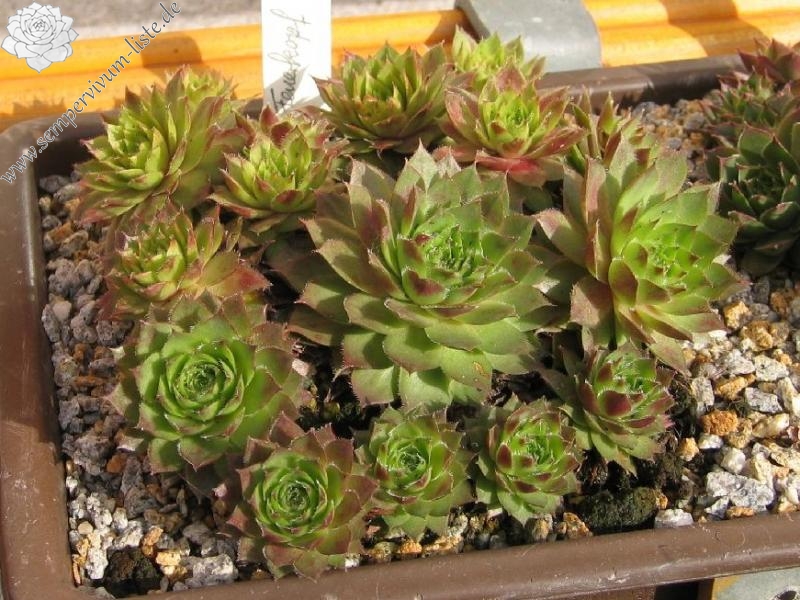 Feuerkopf