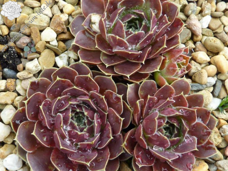 Garden Princess / Jovi