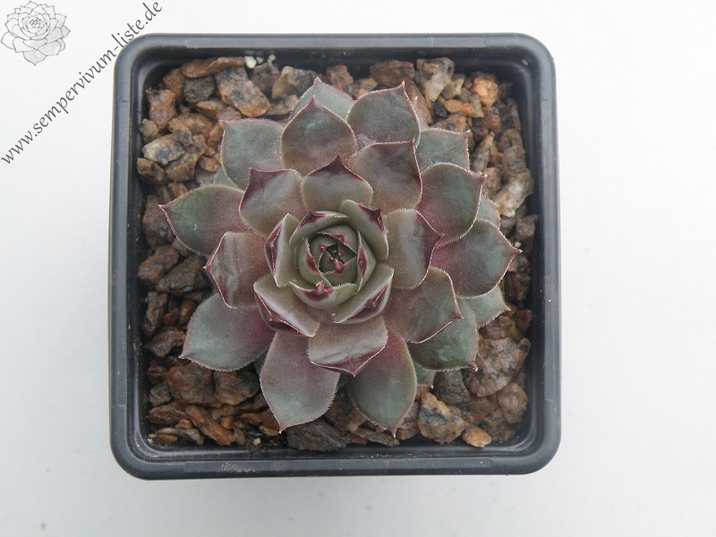 Firgrove Silver
