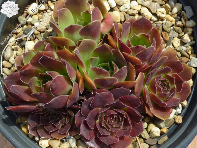 Martin Miklánek / Jovi