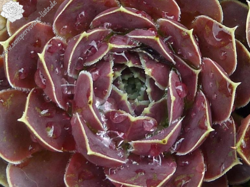 Garden Princess / Jovi