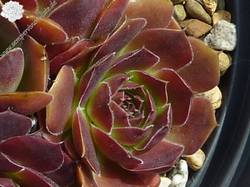 Martin Miklánek / Jovi