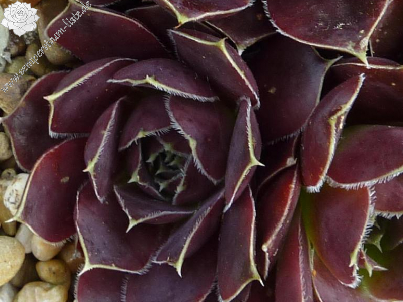 Monte-S-Angelo / Jovi