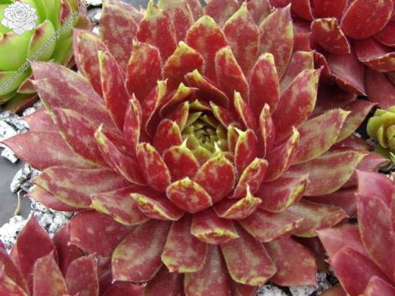 Feu de Printemps