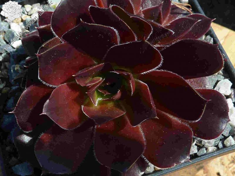 Martin Miklánek / Jovi