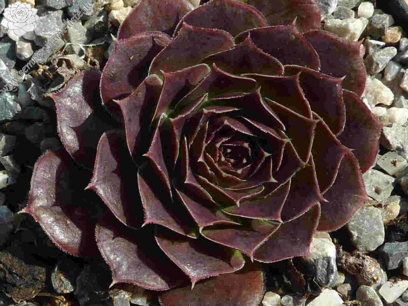 Martin Miklánek / Jovi