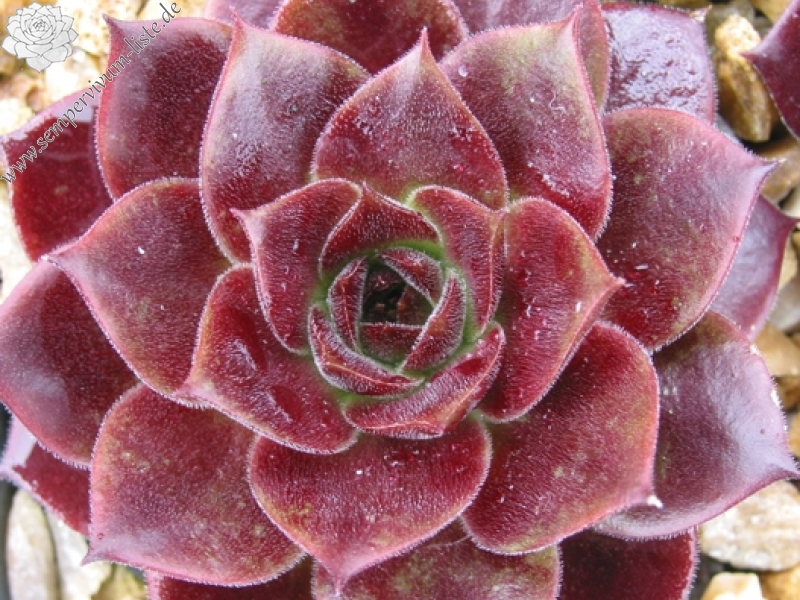 Crimsonette