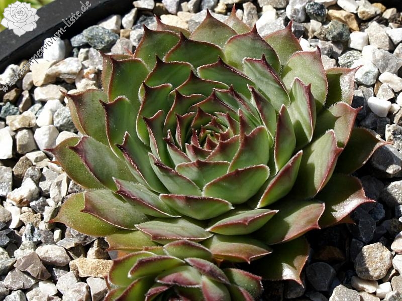 Galane | Sempervivum-Liste