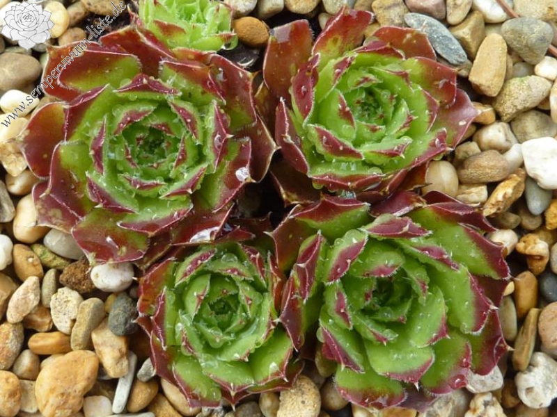 Milford Sound / Jovi