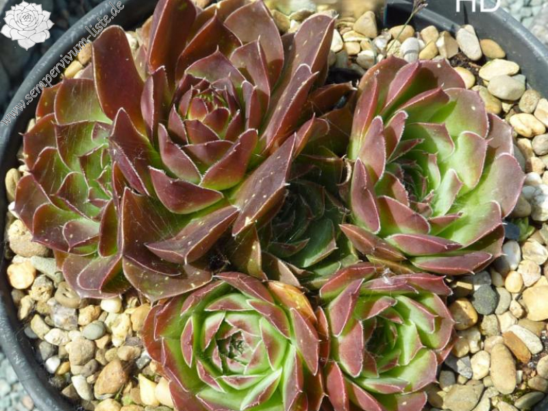 Mount Alaska Range / Jovi