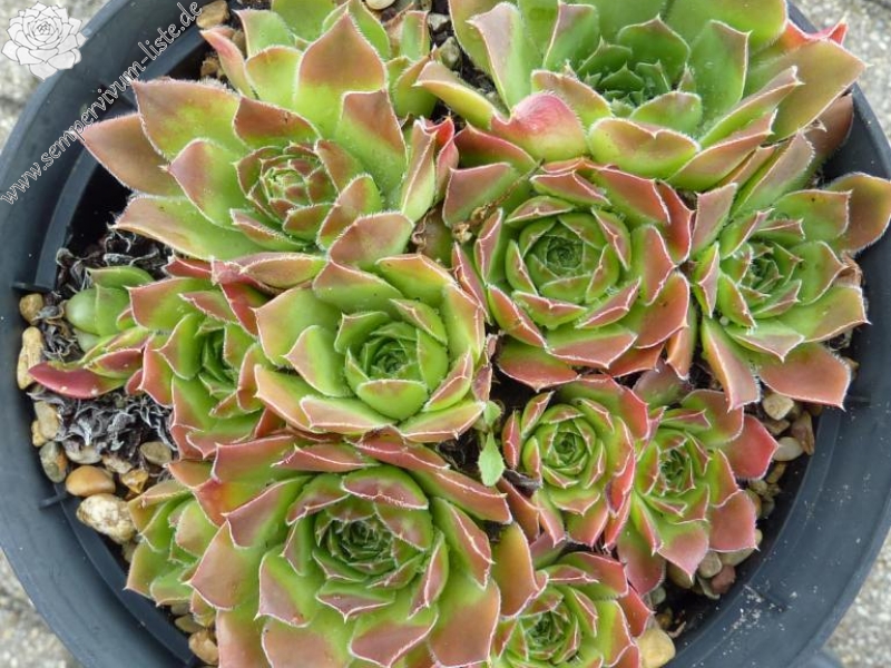 Johann Strauss / Jovi