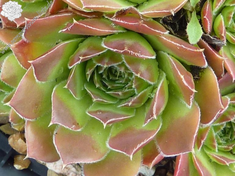 Johann Strauss / Jovi