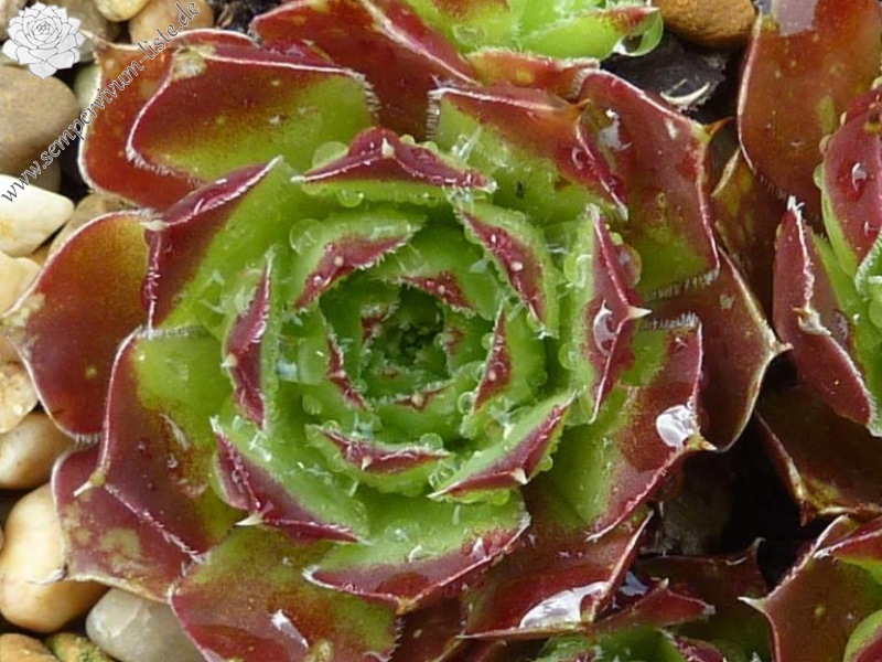 Milford Sound / Jovi