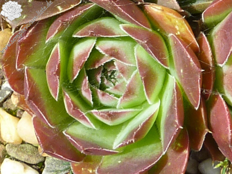 Mount Alaska Range / Jovi